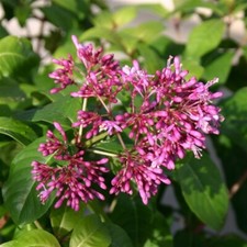 Fuchsia arborescens 9cm for sale Fuchsia arborescens 9cm for sale  HORSHAM