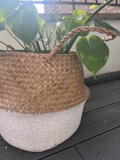 basket plants large for sale basket plants large for sale LONDON