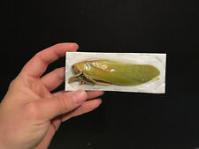 Entomologie insecte pseudophyl d'occasion  Aiglun