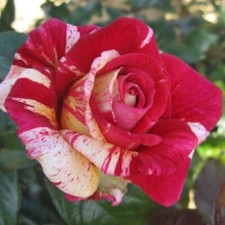 Rosa grandi fiori usato  Monsampolo del Tronto