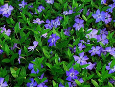 Creeping myrtle vinca for sale  Scranton