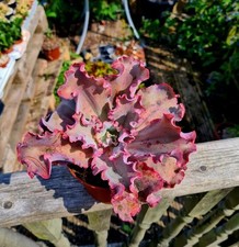 Echeveria dick pink for sale  CLACTON-ON-SEA