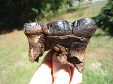 fossil skull for sale fossil skull for sale Tallahassee