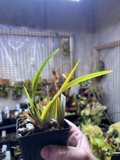 small orchid small for sale small orchid small for sale Bloomington