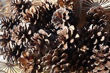Red pine cones for sale  Ely