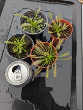 Drosera capensis for sale  DARLINGTON