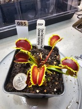 Venus flytrap chinese for sale  Lorton