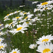 Margerite weiss gebraucht kaufen  Wernigerode