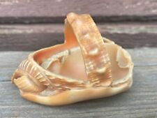 Vtg real seashell for sale  Boone