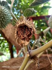 Semi datura inoxia. usato  Caronia