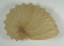 Argonauta hians 75mm for sale  Carlsbad