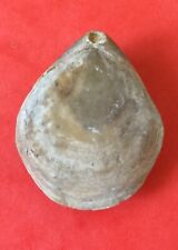 Coquillage bivalve fossilisé d'occasion  Marignane