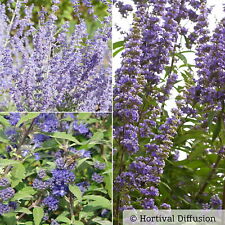 Kollektion bienenweide blau gebraucht kaufen  Deutschland