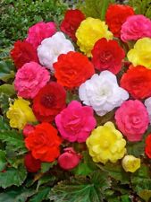 Begonia tubers flowering for sale  UK