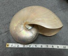 pearl nautilus shell for sale pearl nautilus shell for sale  FARNBOROUGH