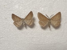 Perconia strigillaria rar gebraucht kaufen  Guben