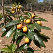 Loquat fruit tree for sale  Lafayette