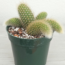 Cactus plant monkey for sale  San Jose