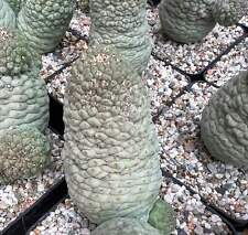 Larryleachia cactiformis seeds for sale  Shipping to United Kingdom
