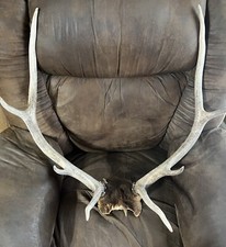 Elk rack antlers for sale  Florence