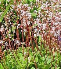 Saxifraga urbium london for sale  WALLINGFORD