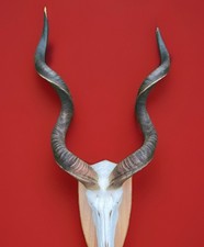 Kudu geweih gebraucht kaufen  Coesfeld