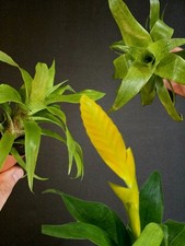 Yellow bromeliad blooming for sale  NOTTINGHAM