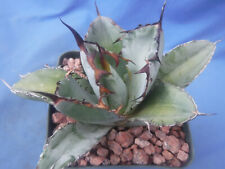 Agave titanota black for sale  Tucson