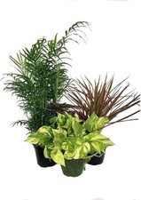 Beautiful houseplant multi for sale  USA