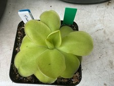 Pinguicula tina for sale  ROTHERHAM