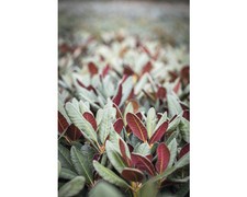 Großblumige alpenrose florase gebraucht kaufen  Deutschland