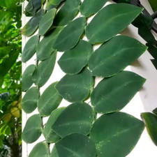 Rhaphidophora hayii shingle for sale  Denver