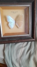 Butterfly taxidermy framed for sale  SOUTHAMPTON
