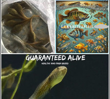Live bullfrog tadpole for sale  Lonoke