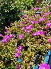 trichodiadema for sale trichodiadema for sale GLASGOW