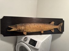 Huge tiger musky for sale  Albany