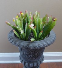 Pcs artificial blooming for sale  Indianapolis
