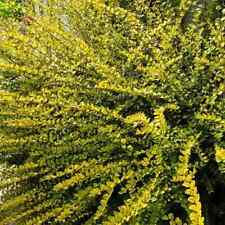 Lonicera baggasens gold for sale Lonicera baggasens gold for sale  STOKE-ON-TRENT