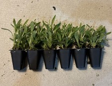 12x munstead english for sale  HORNCASTLE