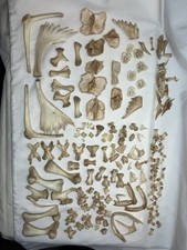 small animal bones for sale  Shawnee