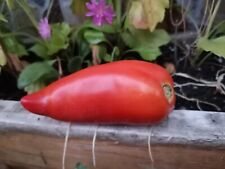 Graines tomate andine d'occasion  Châteauroux