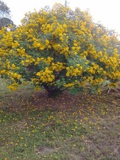 Golden shower tree for sale  Mobile