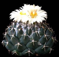 Semi coryphantha maiz usato  Napoli