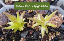 Pinguicula medusina gigantea for sale  LONDON
