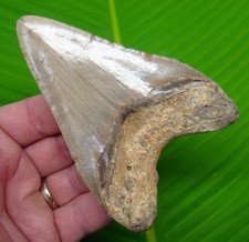 4.45 megalodon shark for sale  Bradenton