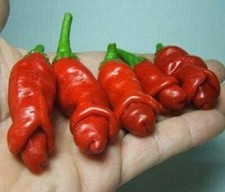 Peter pepper 10.000 usato  Reggio Calabria