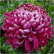 Chrysanthemum regal mist for sale  LINCOLN