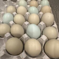 Americauna easter egger for sale  Wilmer