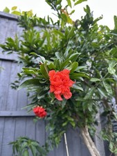 Pomegranate tree outdoors for sale  BARKING