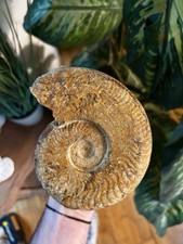 Belle ammonite fossile d'occasion  Lyon II